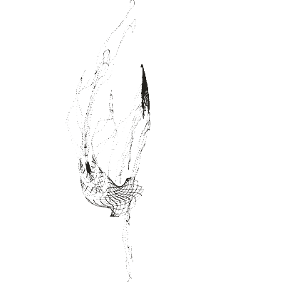 Monochrome generative point study “Twin Drift,” a mathematical form rendered in black and white.