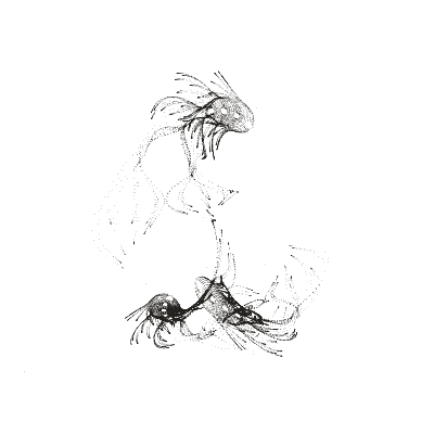 Monochrome generative point study “Fish Flower,” a mathematical form rendered in black and white.