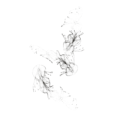 Monochrome generative point study “Split Bloom,” a mathematical form rendered in black and white.