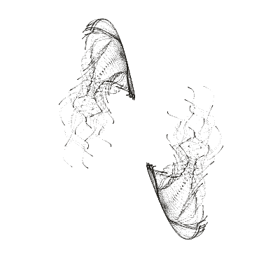 Monochrome generative point study “Orbit Seed,” a mathematical form rendered in black and white.