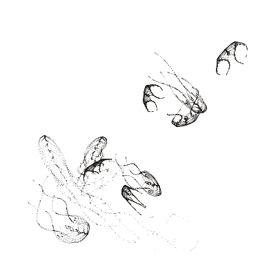 Monochrome generative point study “Maths Bio Y,” a mathematical form rendered in black and white.