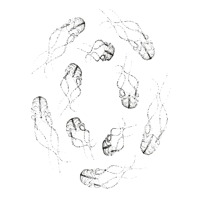 Monochrome generative point study “Fivefold Fan,” a mathematical form rendered in black and white.